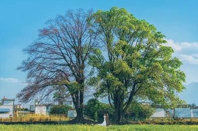 清水美砂 360百科