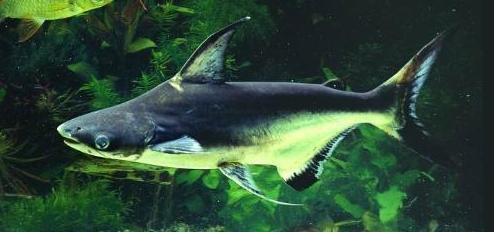 Discovering the Exquisite World of <strong><mark>arowana</mark></strong> in Jaen: A Guide to Location, Distribution, Business Hours, and Products
