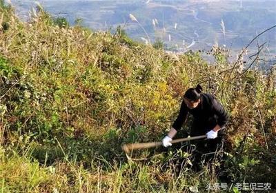 开荒地征地补偿