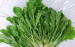 月子能吃荠菜吗