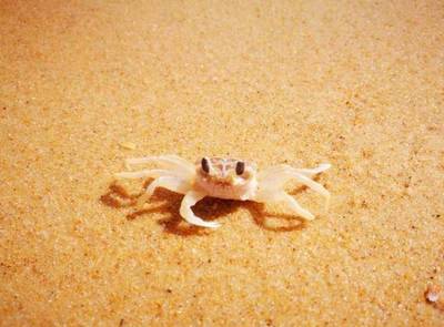 海边的小螃蟹怎么养