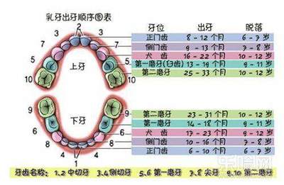 16个月长几颗牙正常