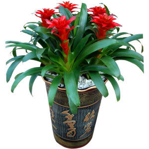室内盆栽花卉大全