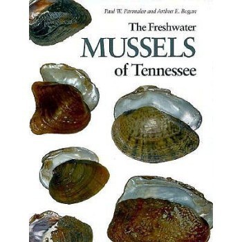 mussels发音怎么练