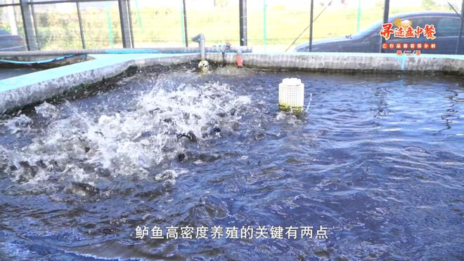 賣觀賞魚的地方死魚嗎（賣觀賞魚的地方死魚嗎能買嗎）