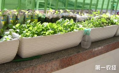 阳台种菜如何施肥