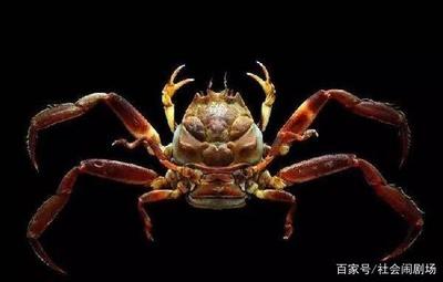 螃蟹名称