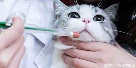 猫口吐白沫是怎么回事
