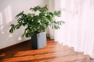 哪些植物不能放在卧室