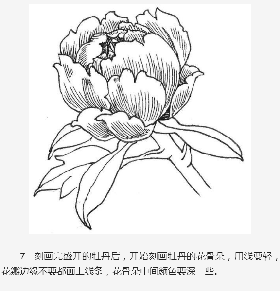 牡丹花简笔画