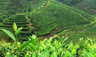 茶叶是农产品吗