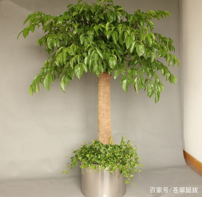 室内耐阴的盆景树桩
