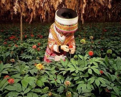 家里种的三七草图片