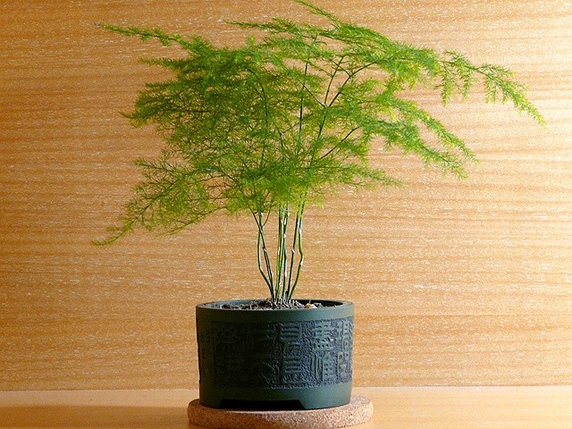 室内养竹子