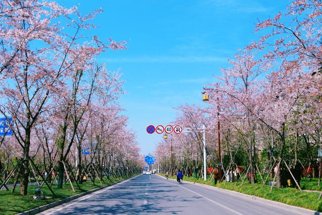 扬州樱花大道在哪里