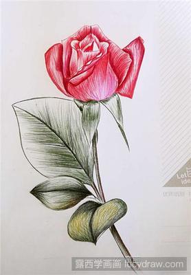 彩色的玫瑰花怎么画