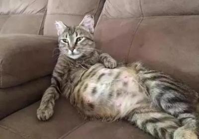 母猫怀孕