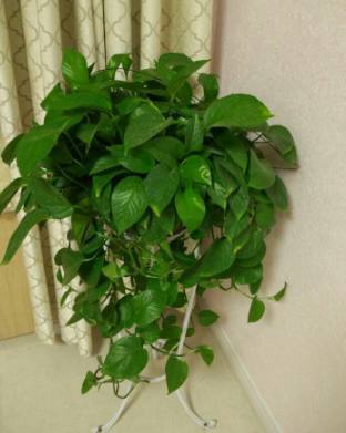 厨房种植什么什么花好