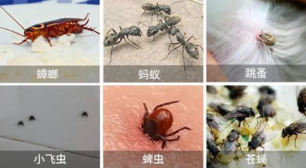 家里怎么会有蚂蚁