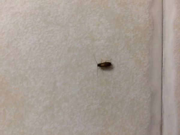 厨房有小虫怎么办
