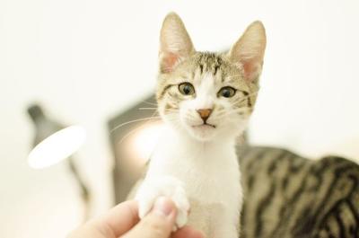 猫影响怀孕吗