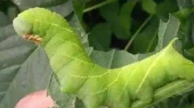 好听的菜地名字