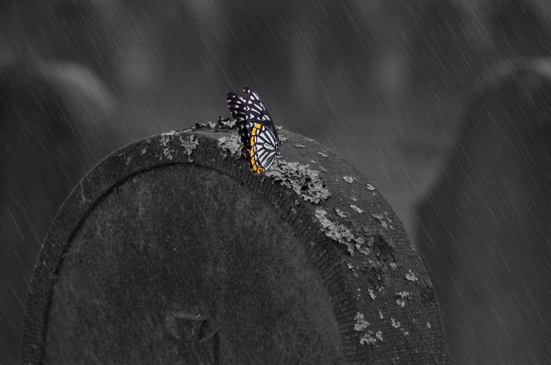 下雨天蝴蝶在哪里避雨