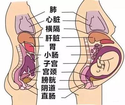 孕妇结构图