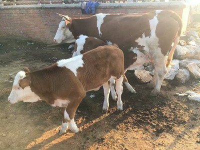 牛厌食怎么治疗