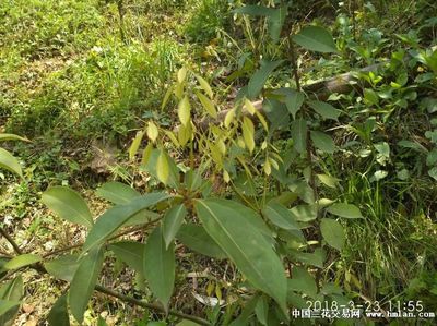 多穗石柯甜茶的功效