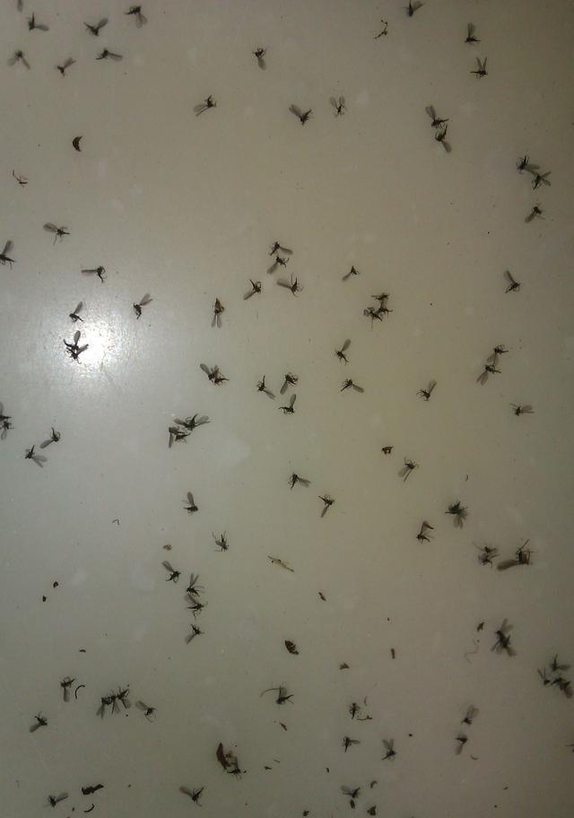 房间里有蚊子