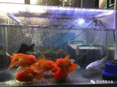 揚州博雅水族科技有限公司（揚州博雅水族科技有限公司怎么樣）