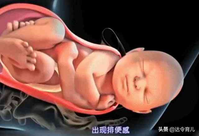 大多数胎儿多少周出生