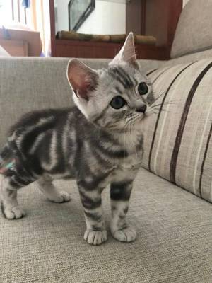 美短猫取名字大全