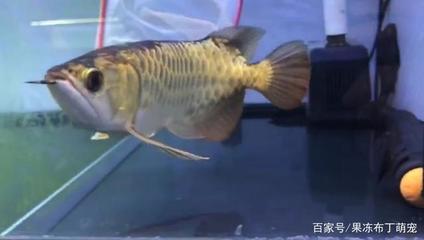 小型恐龍魚有哪些品種圖片（恐龍魚長什么樣子的）