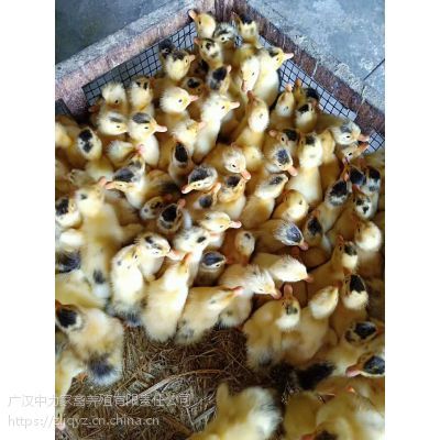 厨房灯吊灯接线步骤