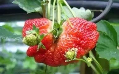 形状像鸡冠的草莓能吃吗