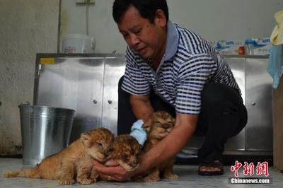 狮子的性格