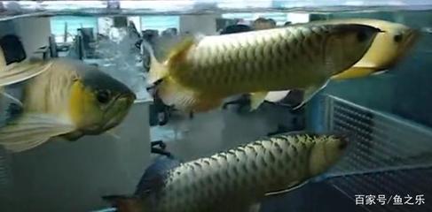 龍魚是淡水魚還是海魚（龍魚是淡水魚還是海魚呢） 廣州龍魚批發(fā)市場(chǎng)