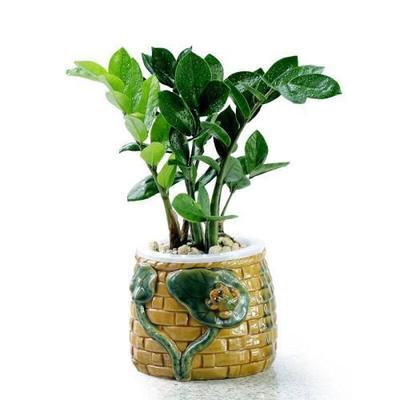 属鼠养什么植物旺财