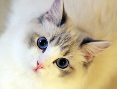 怀孕初期可以养猫吗