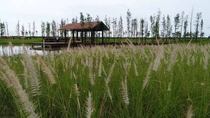 中山红树林湿地公园
