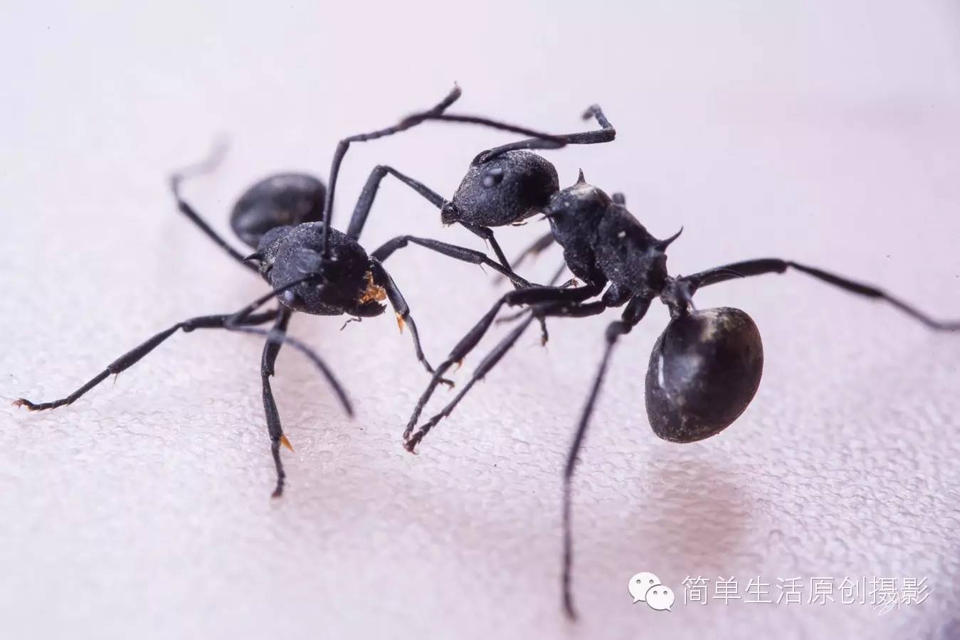为什么蚂蚁会打架呢