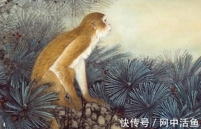 瞻前顾后的生肖