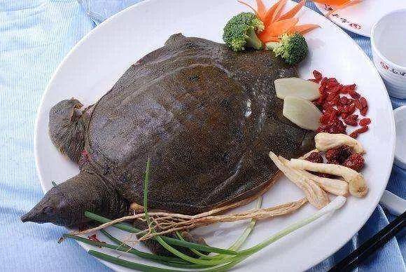 咳嗽可以吃甲鱼吗