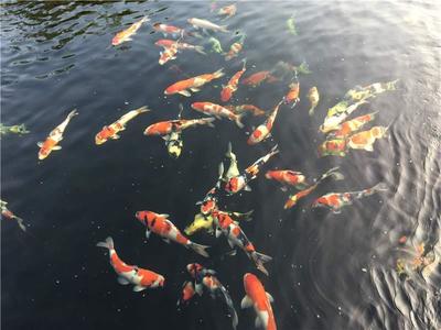 杭州定做鱼缸在哪儿找货源 水族问答 第2张