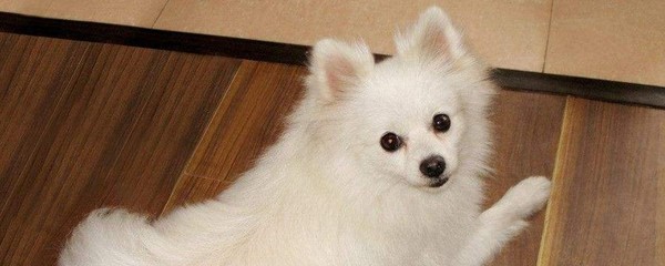 小狗被打抽搐怎么办