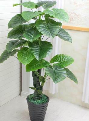 室内养什么植物风水好