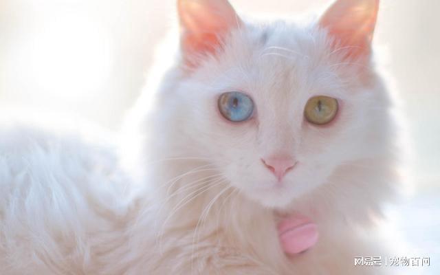猫口吐白沫是怎么回事