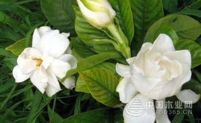 孕妇梦见白花